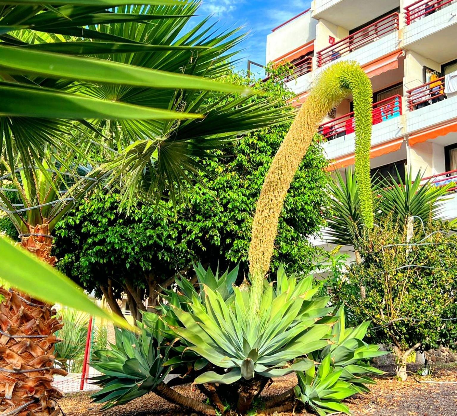 Paulmarie Apartment In Olympia Playa de las Américas Kültér fotó
