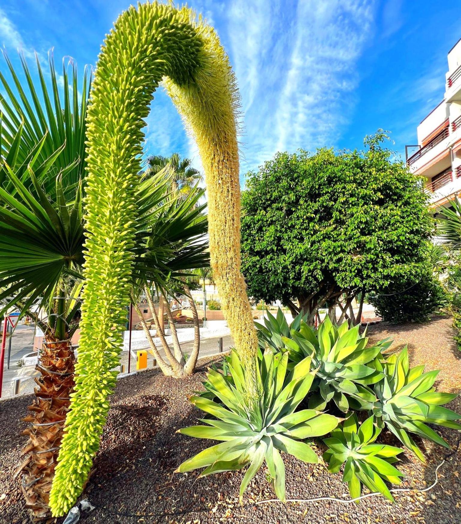 Paulmarie Apartment In Olympia Playa de las Américas Kültér fotó